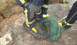 网友爆料出现大蟒蛇视频,巨型蟒蛇现身，现场视频引发网友热议